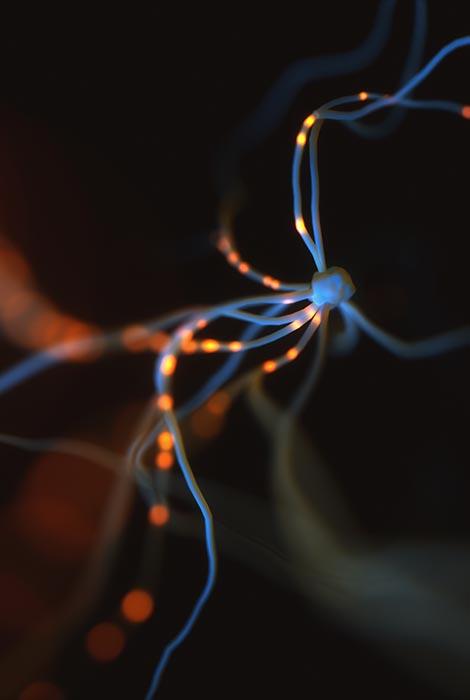 Neurons